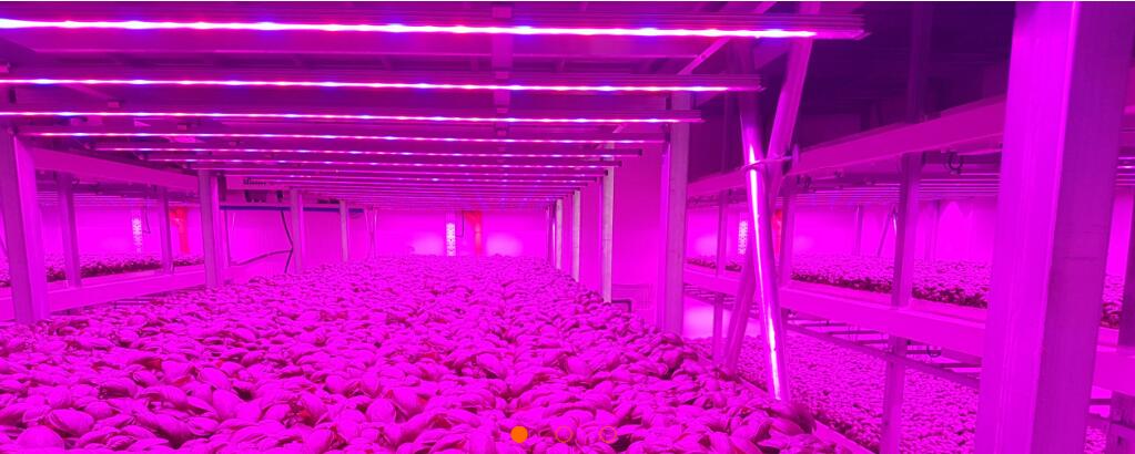 LED植物照明点亮垂直农场 意大利罗勒农户提升产量并缩短收摘周期