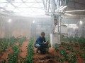 日本能否把植物照明工厂做成“出口产业”?