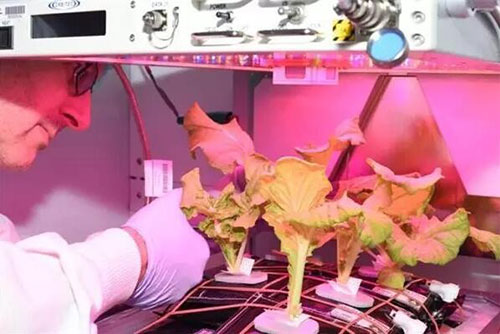 NASA携手特百惠 解决太空蔬菜水分保持难题