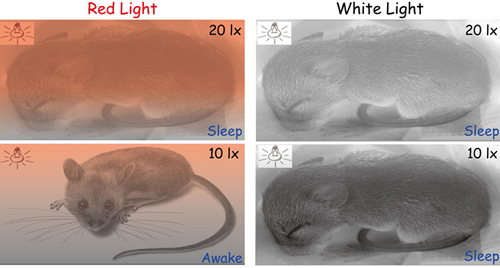 复旦科研新成果："红光"也会影响小鼠睡眠