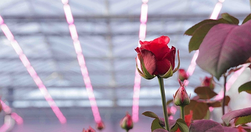 在飞利浦专门调校的GreenPower园艺照明下，玫瑰的名字“更大”。 （照片来源：飞利浦照明。）