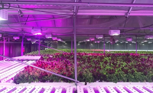 生菜工作基金会安装了以LumiGrow LED为基础的园艺照明，提高了全年产量，同时为患有自闭症的年轻成年人提供了就业机会。
